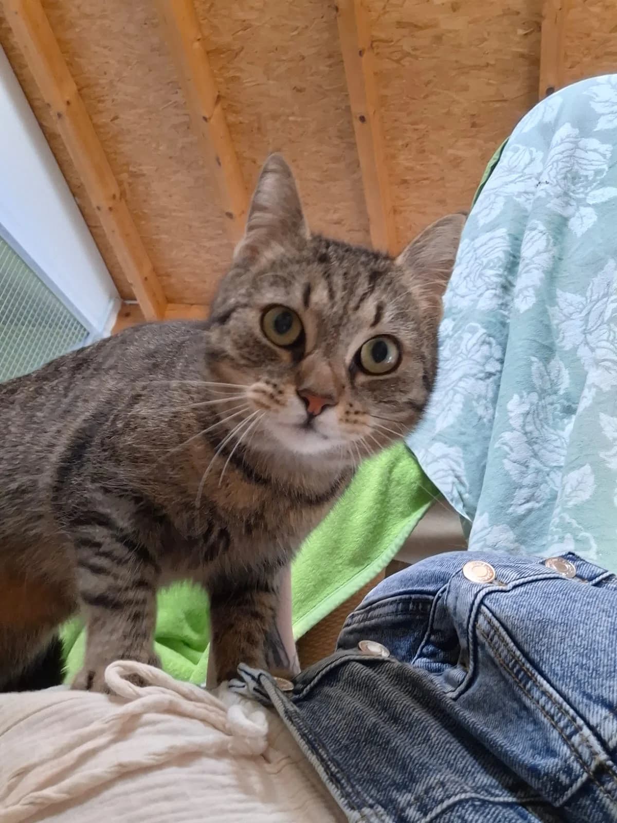 ROXY, getigert female 3yo mixed breed for adoption at Tierheim Krems, Krems an der Donau