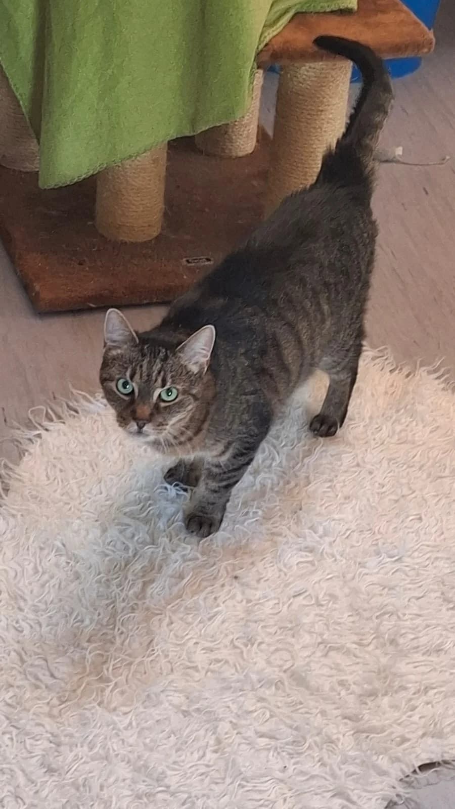 LORETTA, getigert female senior mixed breed for adoption at Tierheim Krems, Krems an der Donau