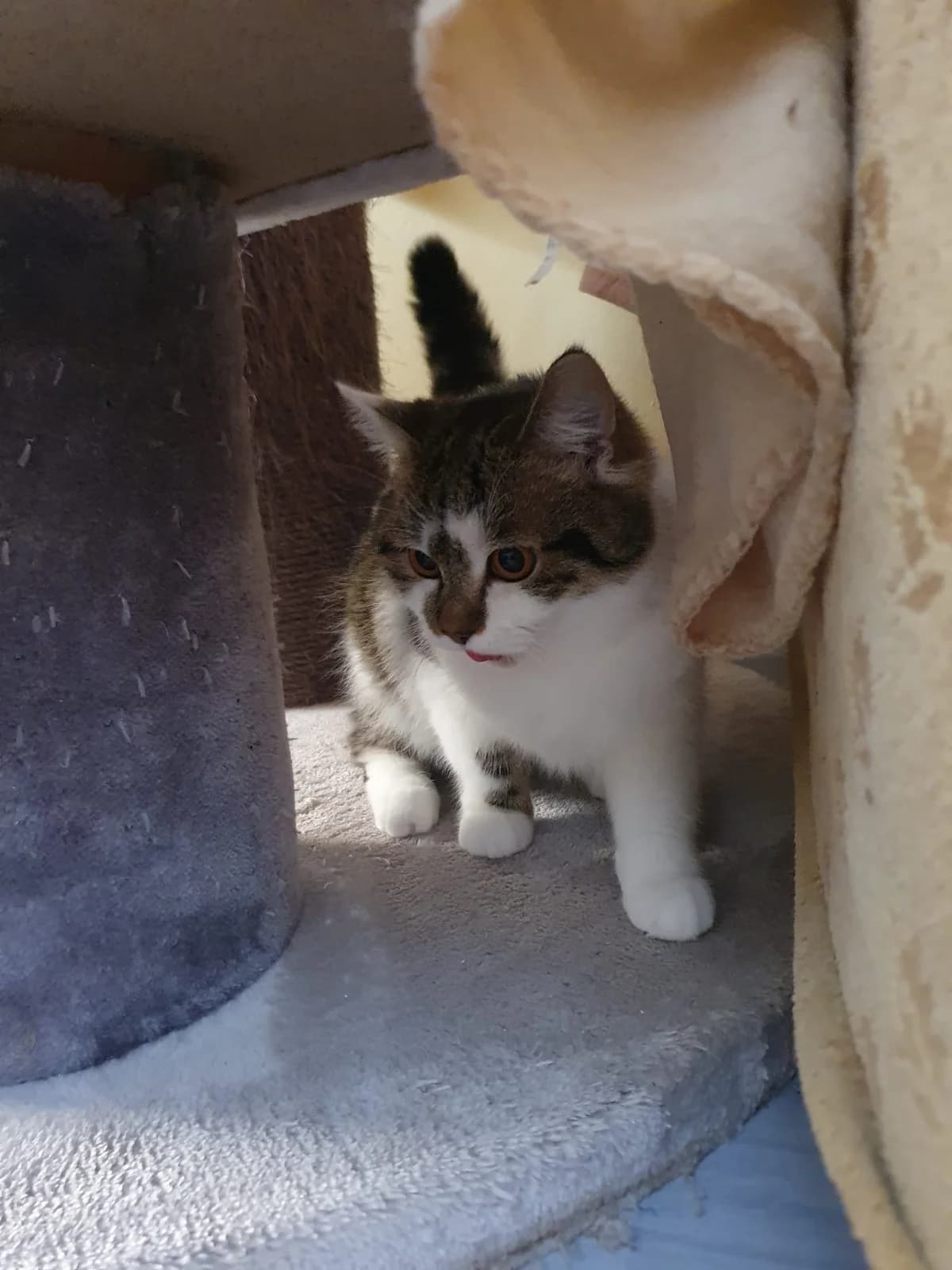 KIWI, weiß-getigert female young Mixed Breed for adoption at Tierheim Krems, Krems an der Donau