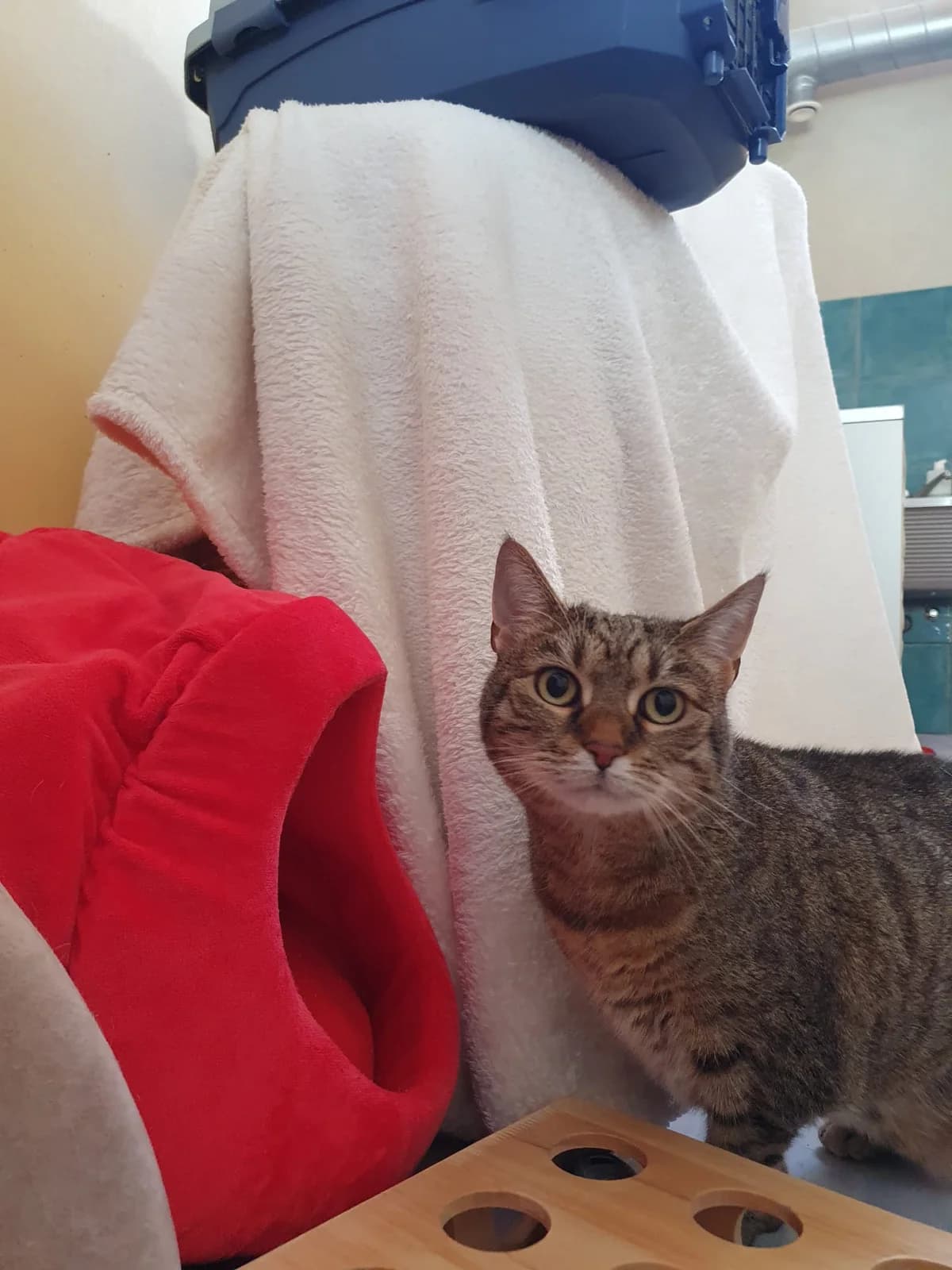 MINI, getigert female 5yo mixed breed for adoption at Tierheim Krems, Krems an der Donau