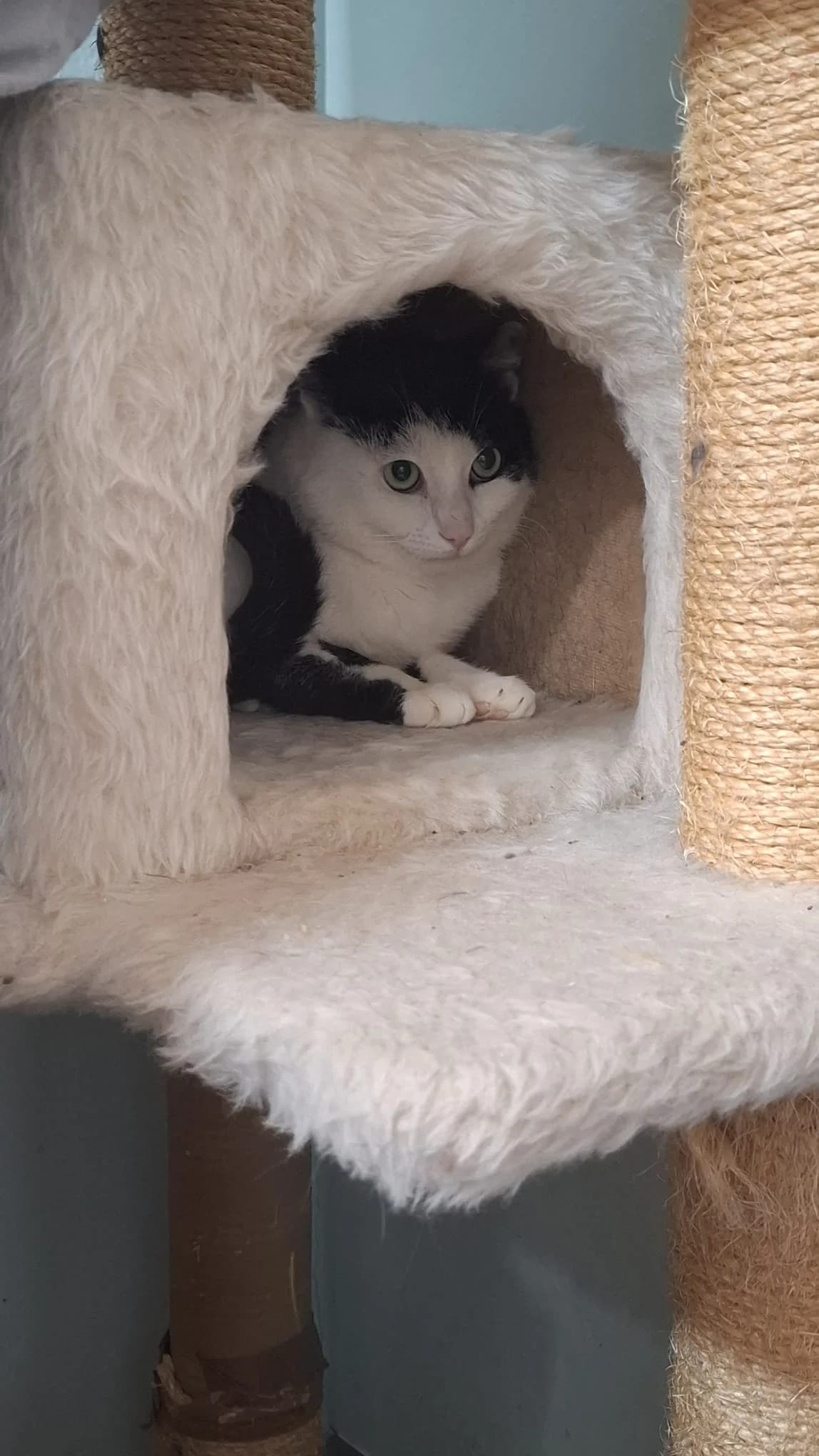 CARMELLO, schwarz-weiß male young mixed breed for adoption at Tierheim Krems, Krems an der Donau