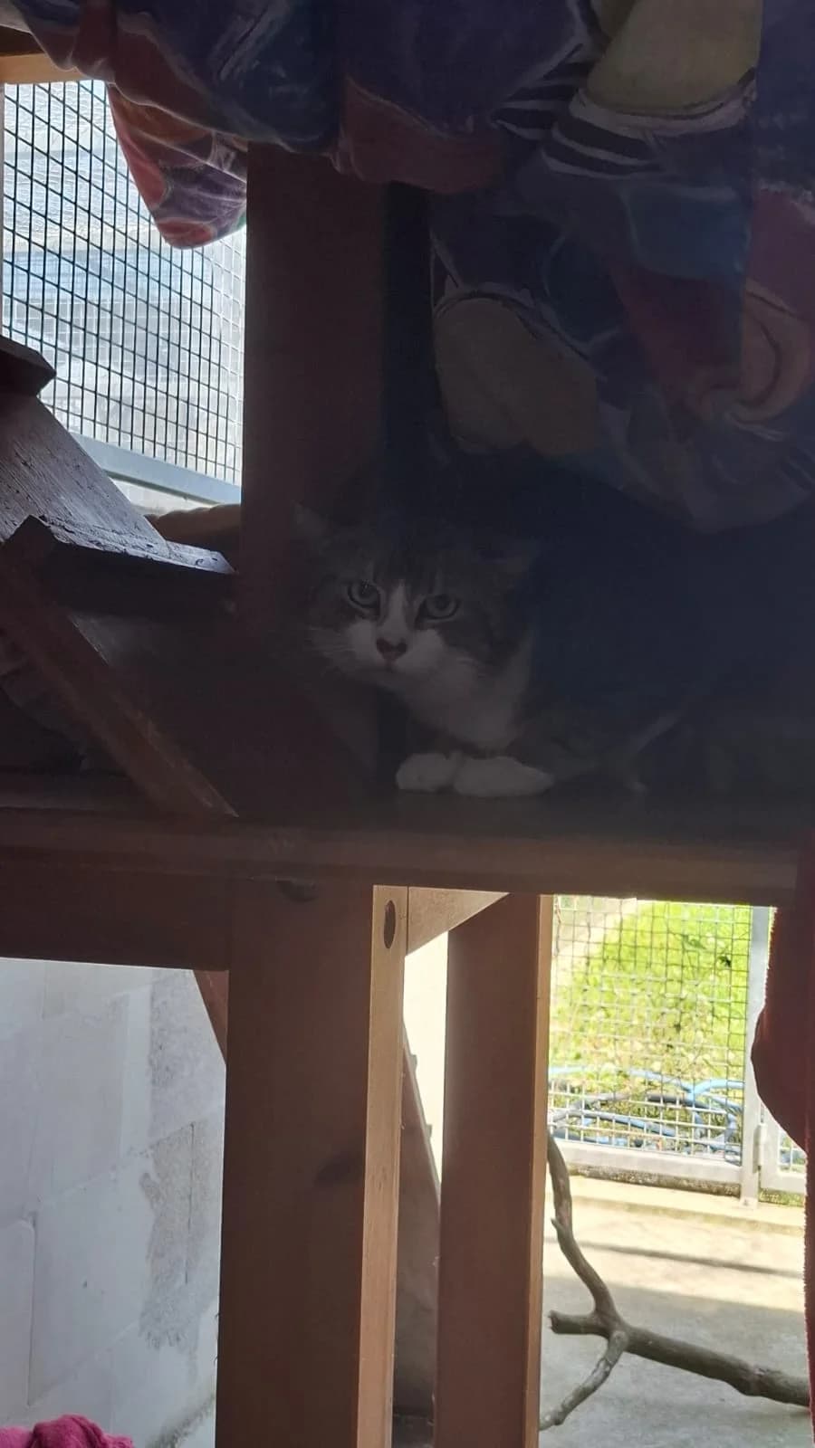 CALIGULA, getigert-weiß male 3yo mixed breed for adoption at Tierheim Krems, Krems an der Donau