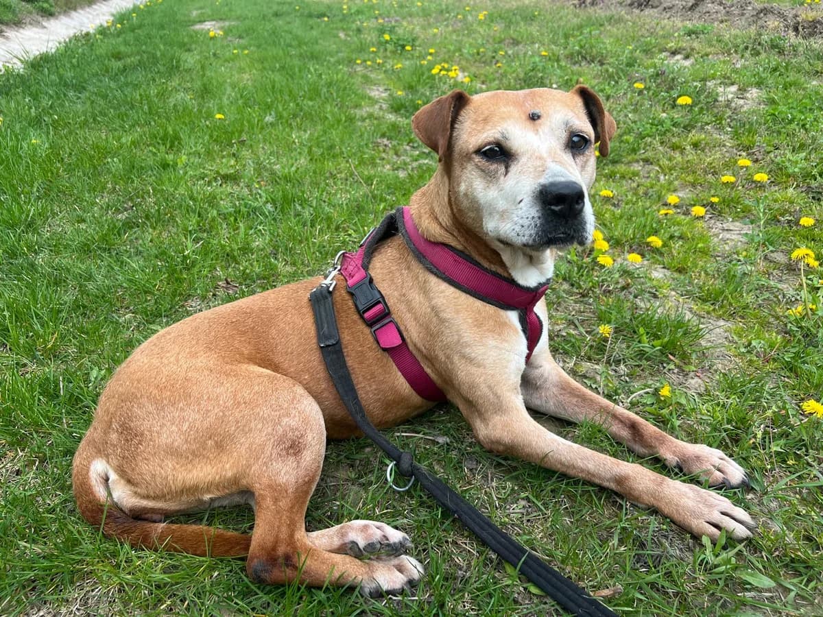 LINA, female senior Staffordshire Bull Terrier for adoption at Tierheim Krems, Krems an der Donau