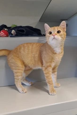 TANGY, orange female young mixed breed for adoption at Tierheim Krems, Krems an der Donau