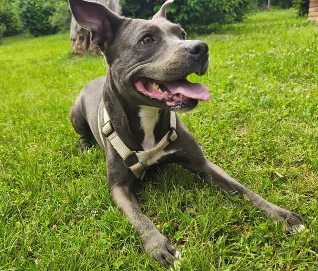 VUKI & CHIARA, female 6yo American Staffordshire Terrier for adoption at Tierheim Krems, Krems an der Donau