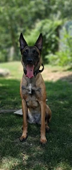 NOA, female Belgian Malinois for adoption at Tierheim Krems, Krems an der Donau