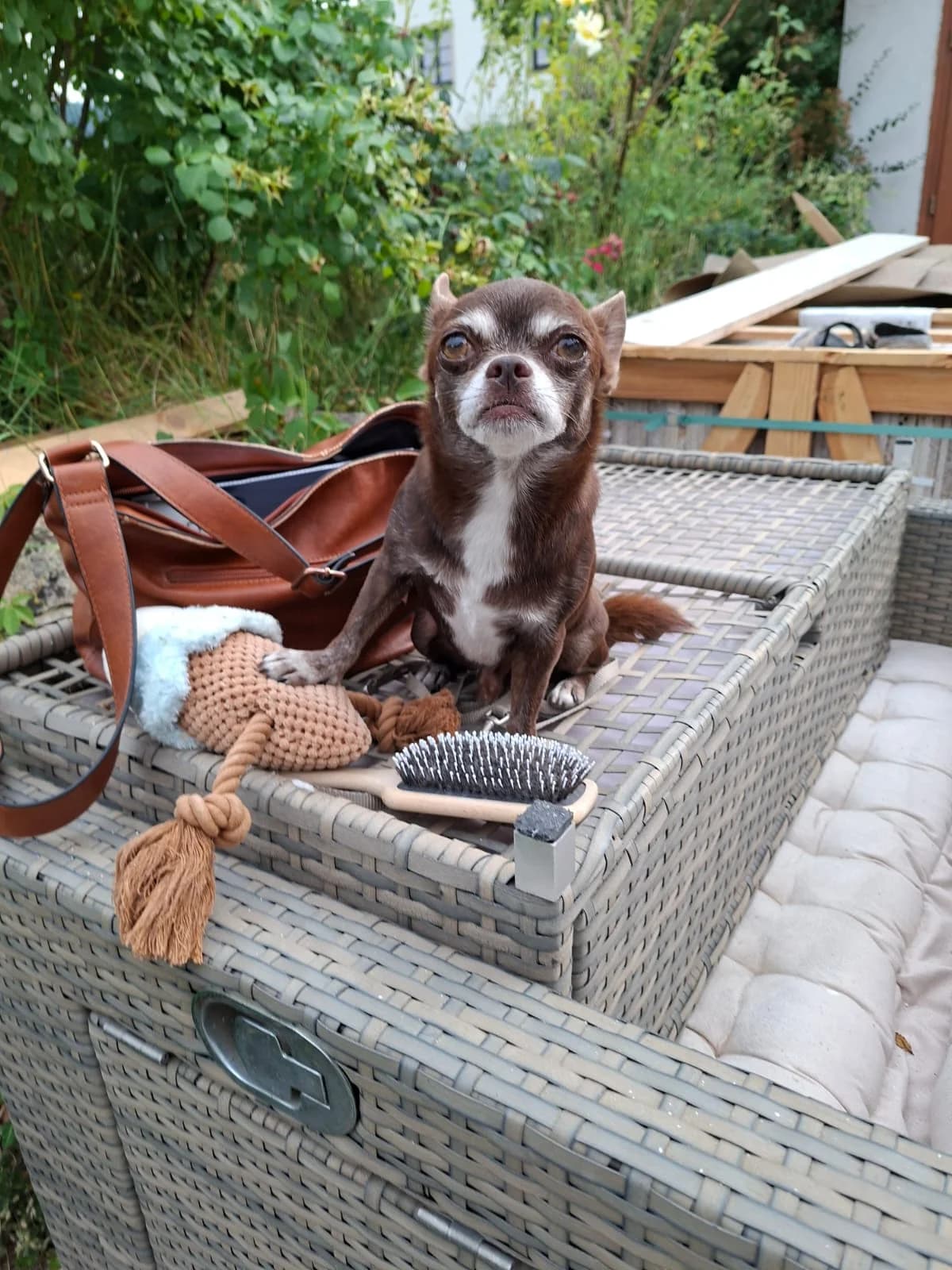 JUMALI, male 6yo Chihuahua for adoption at Tierheim Krems, Krems an der Donau