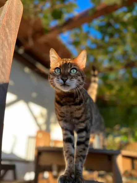 FINDUS &, male senior Bengal for adoption at Tierheim Krems, Krems an der Donau