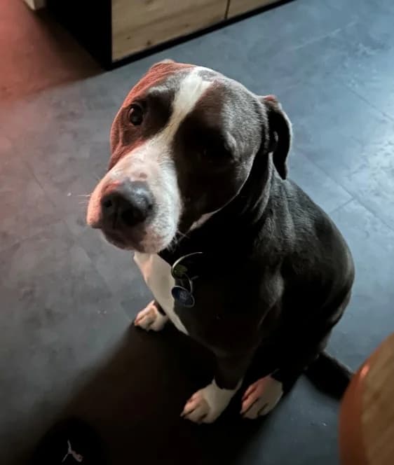 BUDDY, male senior American Staffordshire Terrier for adoption at Tierheim Krems, Krems an der Donau