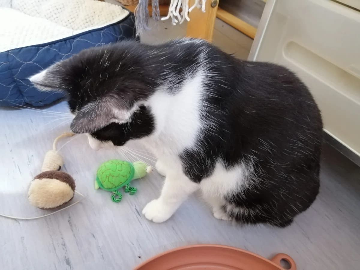 NATALIE und ELSA, Natalie schwarz weiß, Elsa getigert female mixed breed for adoption at Tierheim Krems, Krems