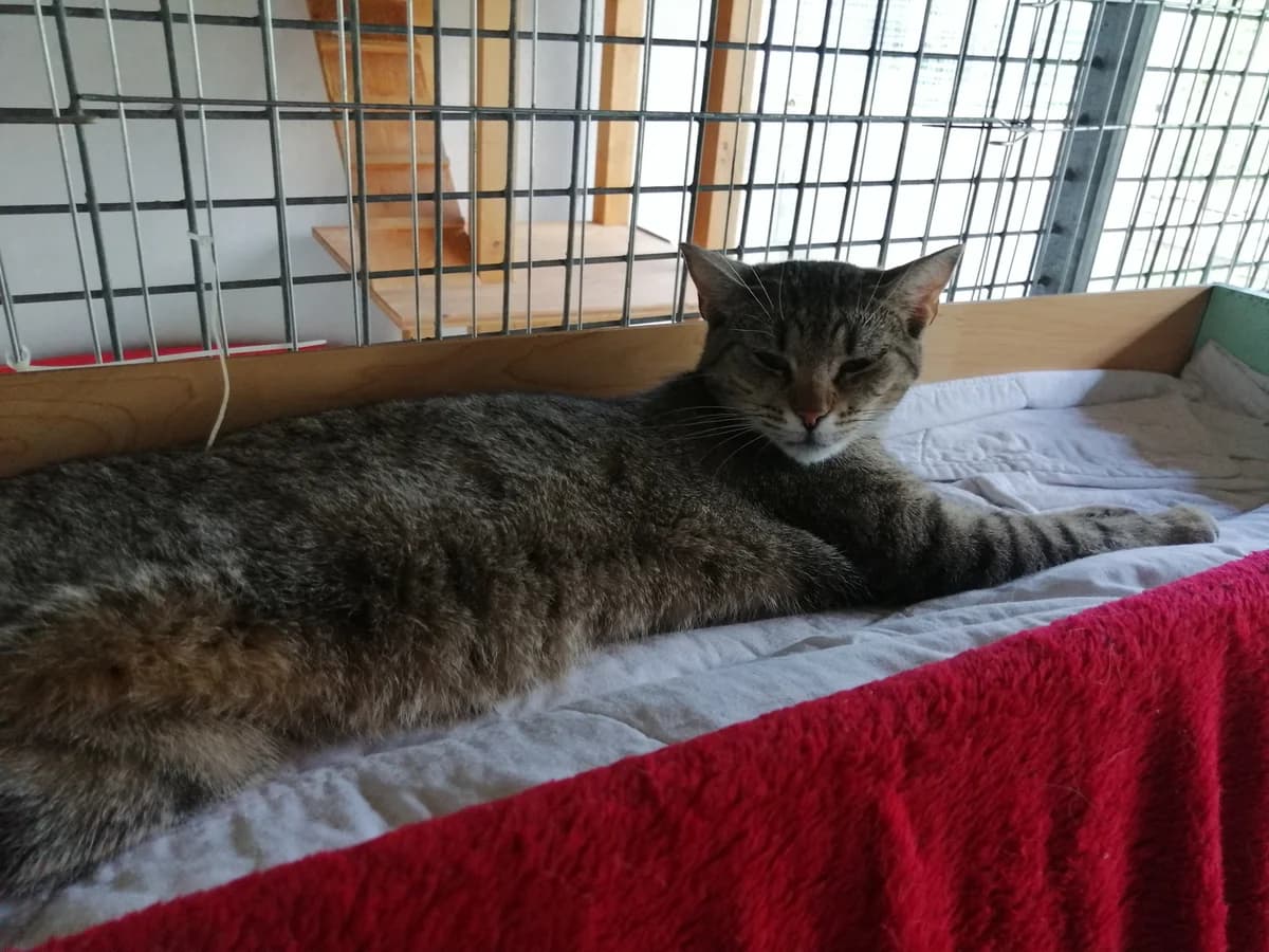 NATALIE und ELSA, Natalie schwarz weiß, Elsa getigert female mixed breed for adoption at Tierheim Krems, Krems — photo 2 of 2