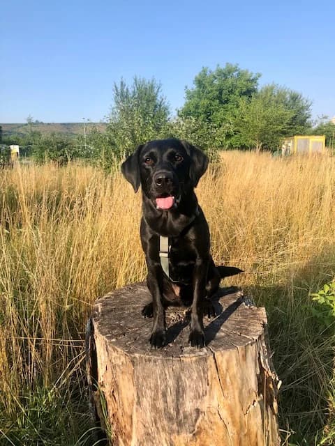 JUSSI, male 7yo Labrador Retriever for adoption at Tierheim Krems, Krems an der Donau
