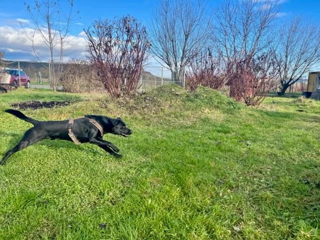 JUSSI,  Mixed Breed for adoption at Tierheim Krems, Krems — photo 2 of 5