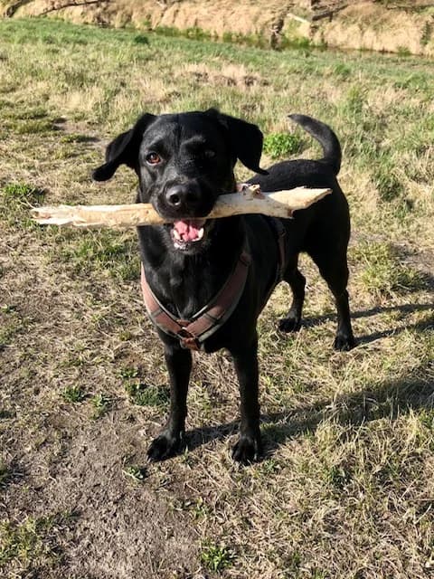 JUSSI,  Mixed Breed for adoption at Tierheim Krems, Krems — photo 3 of 5