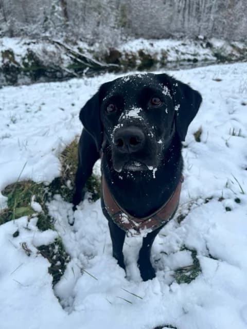 JUSSI,  Mixed Breed for adoption at Tierheim Krems, Krems — photo 4 of 5