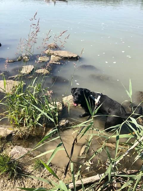 JUSSI,  Mixed Breed for adoption at Tierheim Krems, Krems — photo 5 of 5