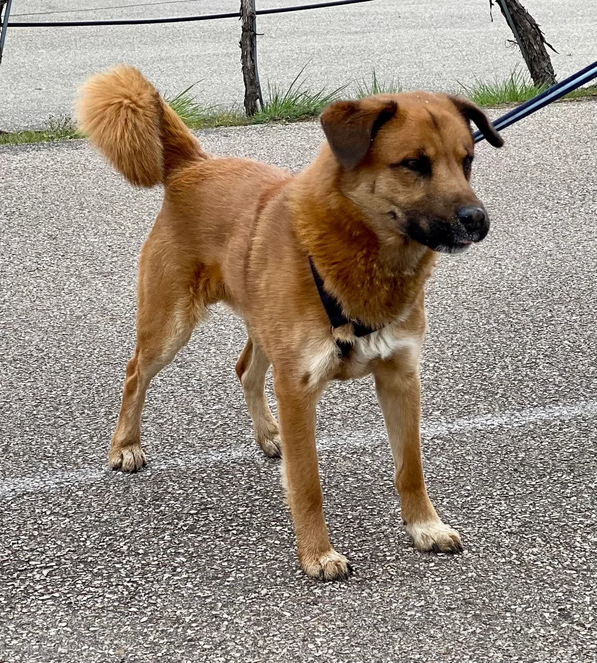 MEXX – in Vermittlung,  Mixed Breed for adoption at Tierheim Krems, Krems