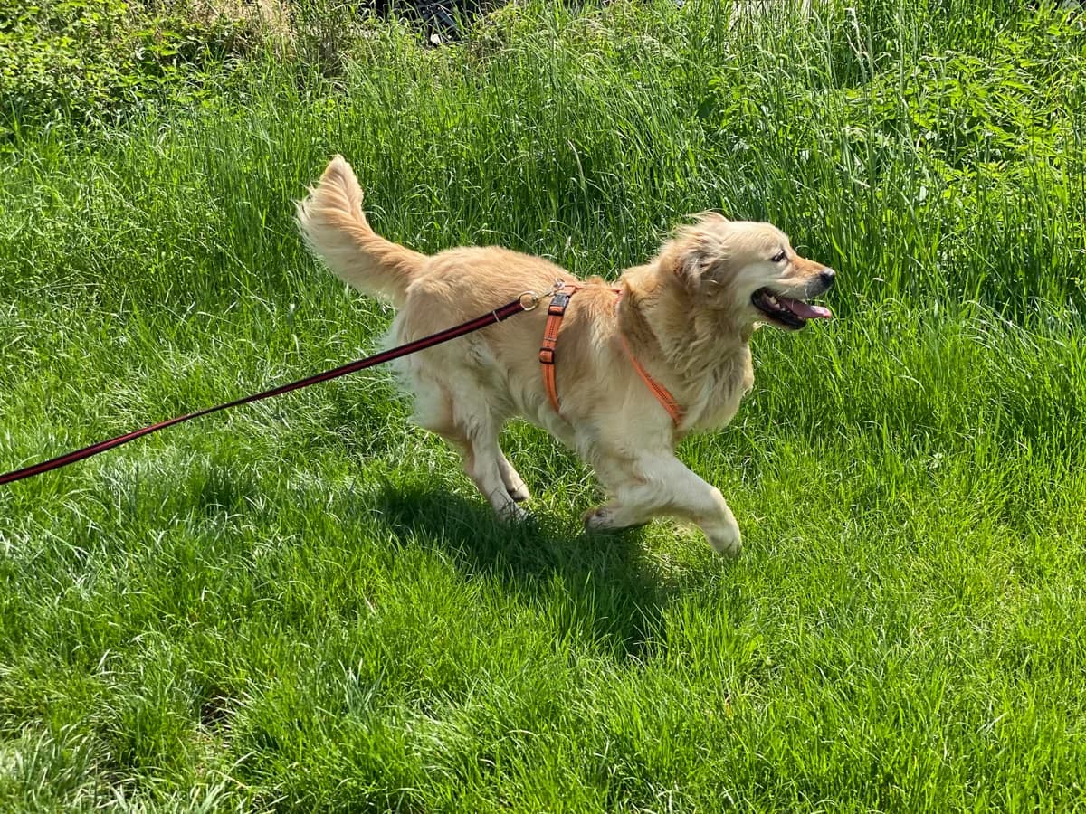 TIMMY, male Golden Retriever for adoption at Tierheim Krems, Krems — photo 2 of 4