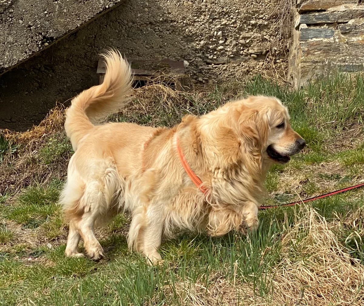TIMMY, male Golden Retriever for adoption at Tierheim Krems, Krems — photo 3 of 4