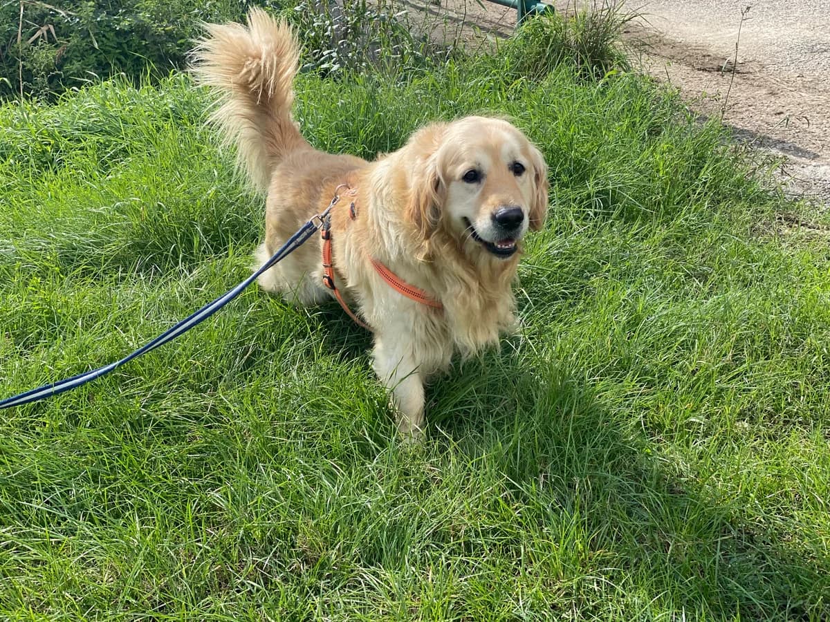 TIMMY, male Golden Retriever for adoption at Tierheim Krems, Krems — photo 4 of 4