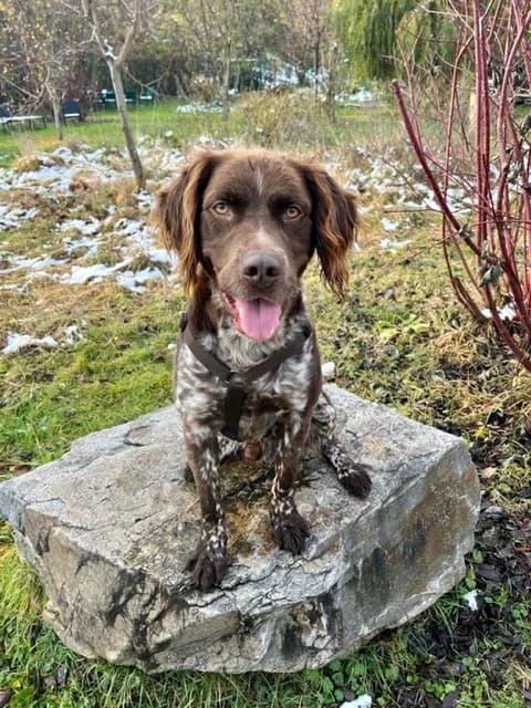 LUIGI,  7yo Mixed Breed for adoption at Tierheim Krems, Krems an der Donau