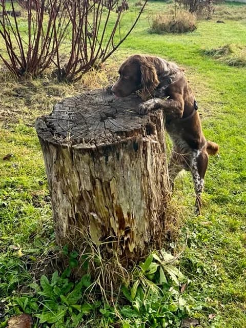 LUIGI,  Mixed Breed for adoption at Tierheim Krems, Krems — photo 4 of 5