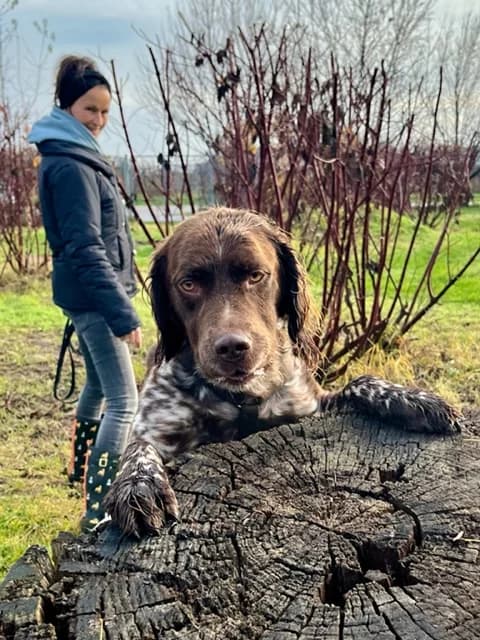 LUIGI,  Mixed Breed for adoption at Tierheim Krems, Krems — photo 5 of 5