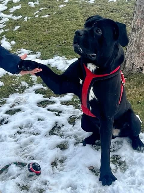 JOHNNY,  Cane Corso for adoption at Tierheim Krems, Krems — photo 2 of 5
