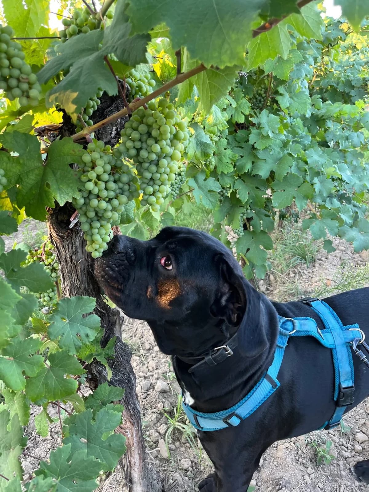 JOHNNY,  Cane Corso for adoption at Tierheim Krems, Krems — photo 3 of 5