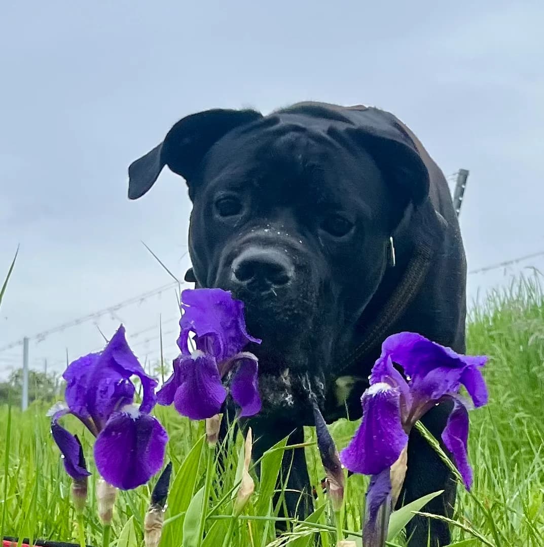 JOHNNY,  Cane Corso for adoption at Tierheim Krems, Krems — photo 4 of 5