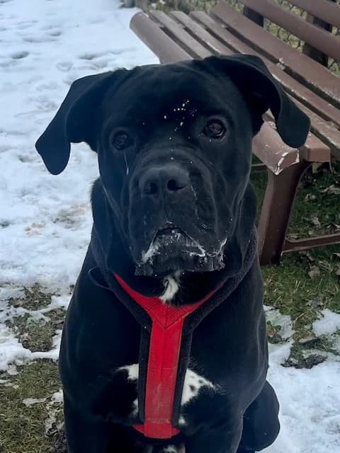 JOHNNY,  Cane Corso for adoption at Tierheim Krems, Krems — photo 5 of 5