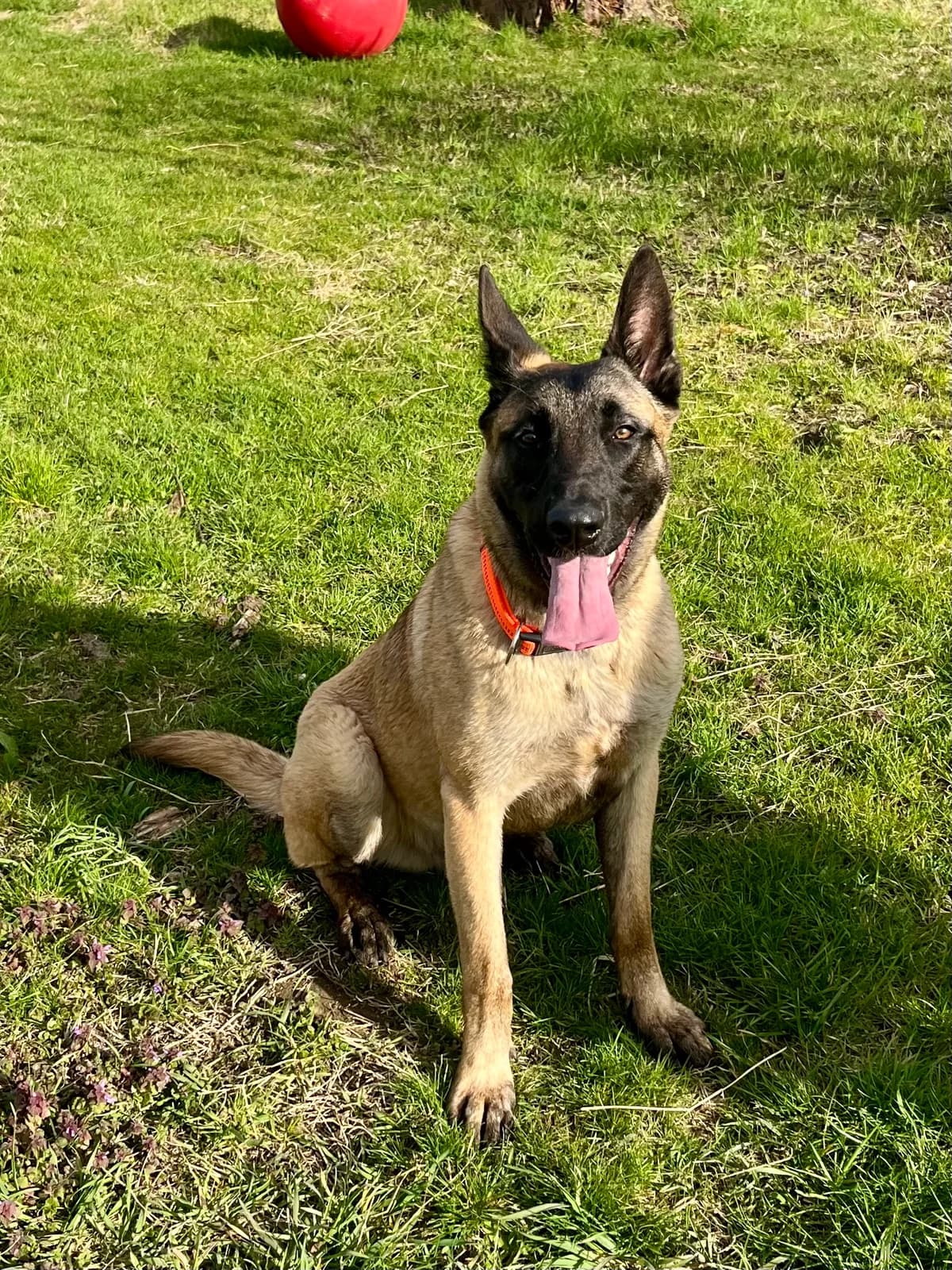 IVO,  Mixed Breed for adoption at Tierheim Krems, Krems — photo 2 of 5