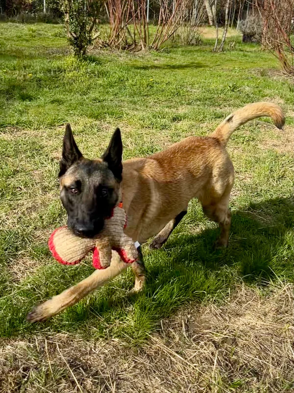 IVO,  Mixed Breed for adoption at Tierheim Krems, Krems — photo 3 of 5