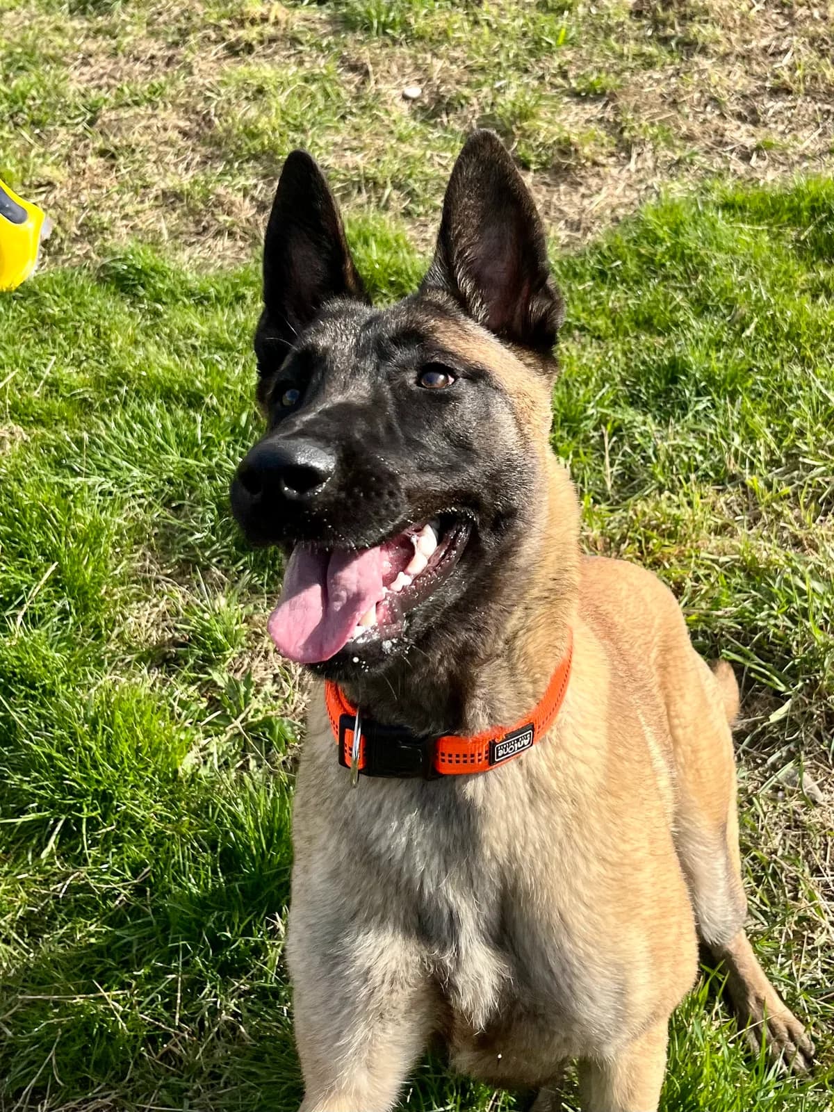 IVO,  Mixed Breed for adoption at Tierheim Krems, Krems — photo 4 of 5