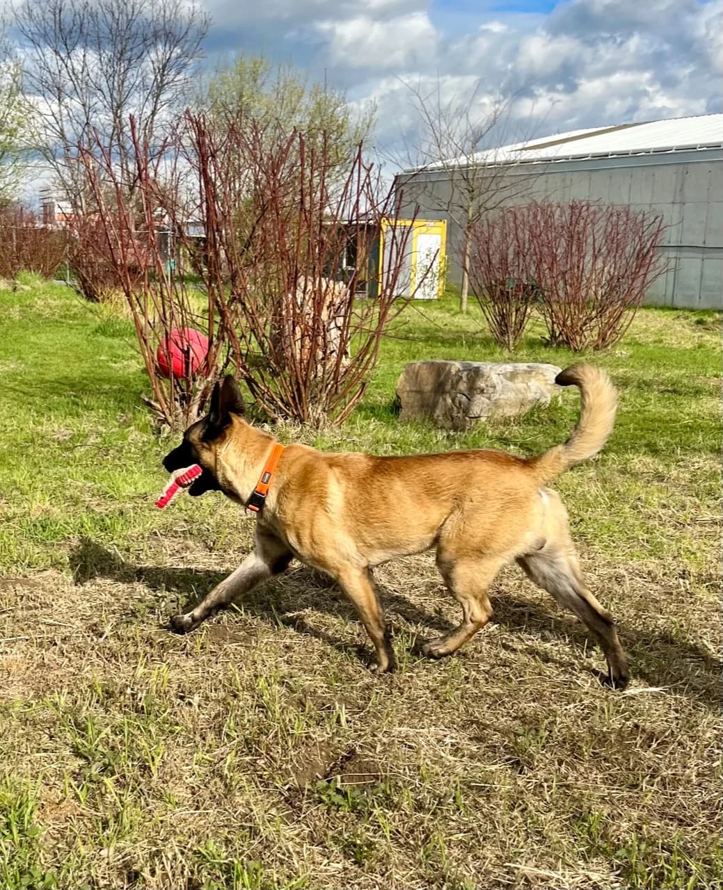 IVO,  Mixed Breed for adoption at Tierheim Krems, Krems — photo 5 of 5