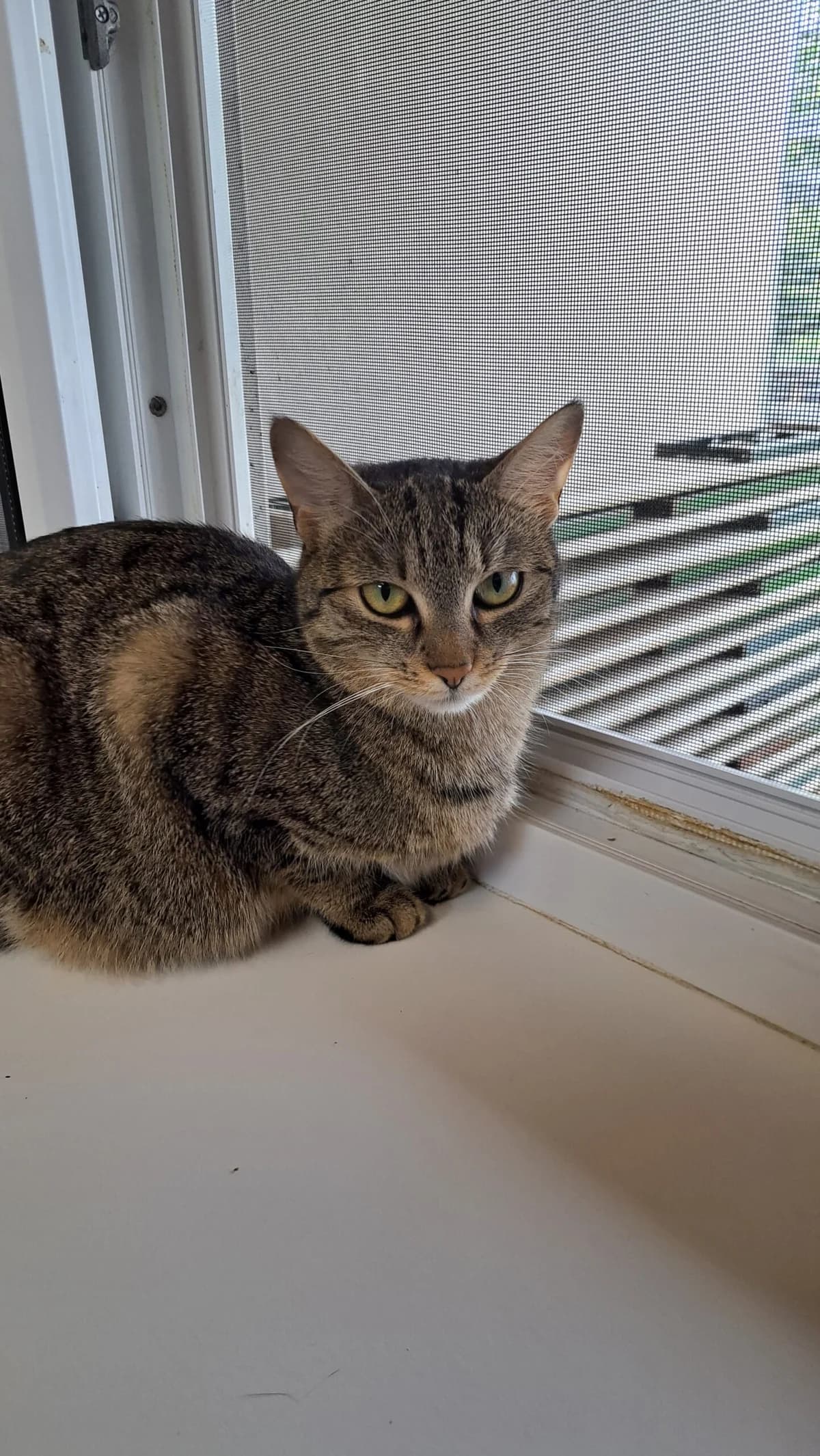 LENI, braun getigert female mixed breed for adoption at Tierheim Krems, Krems