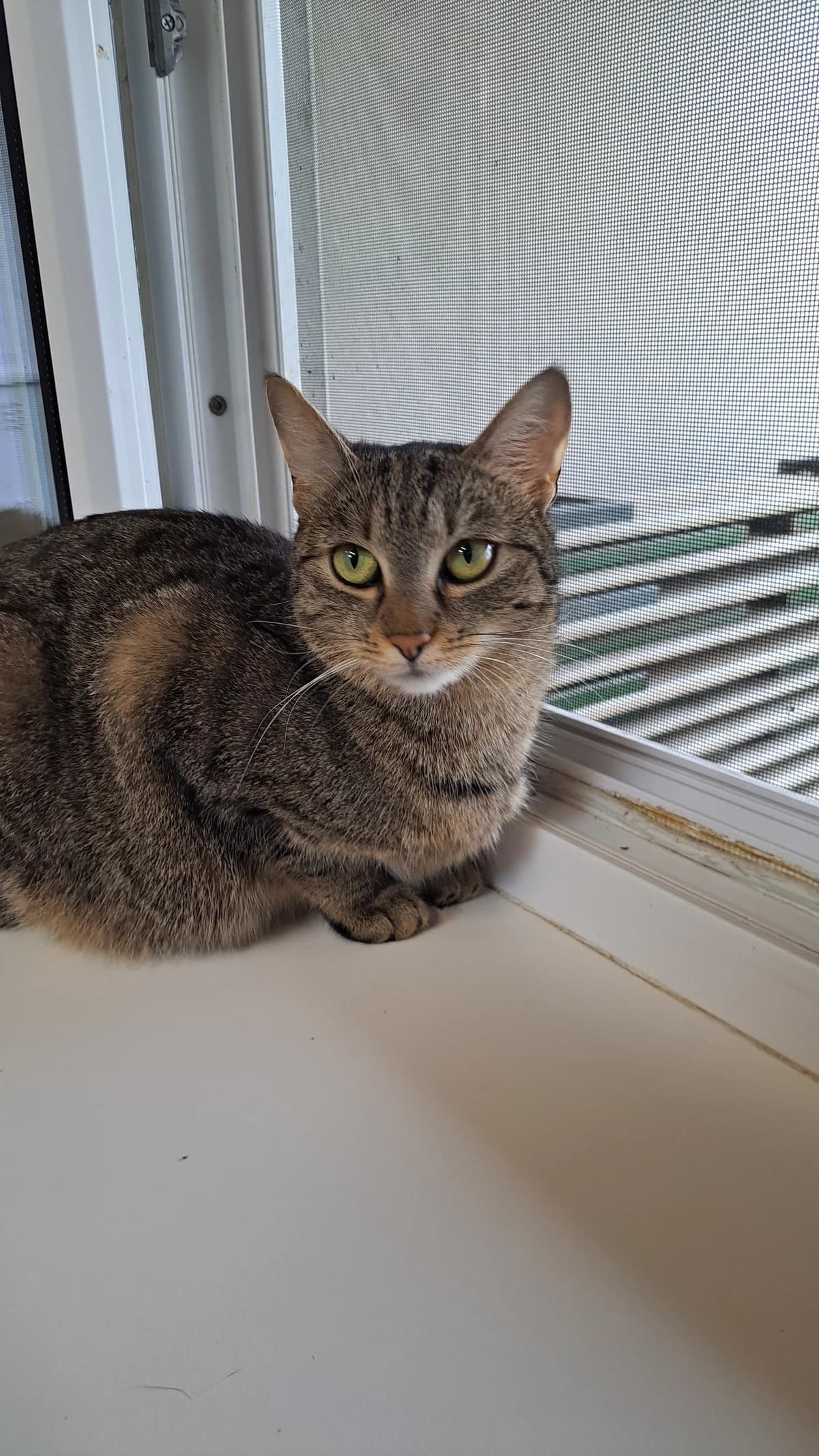 LENI, braun getigert female mixed breed for adoption at Tierheim Krems, Krems — photo 2 of 4