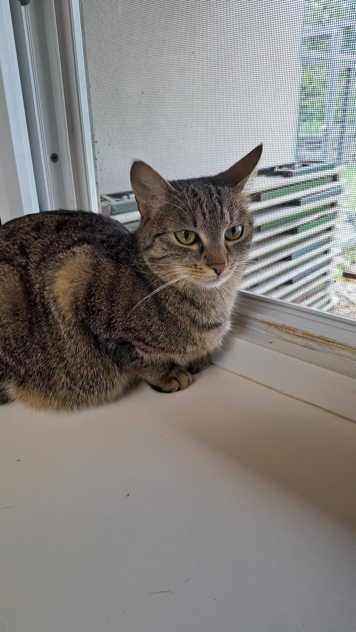 LENI, braun getigert female mixed breed for adoption at Tierheim Krems, Krems — photo 3 of 4