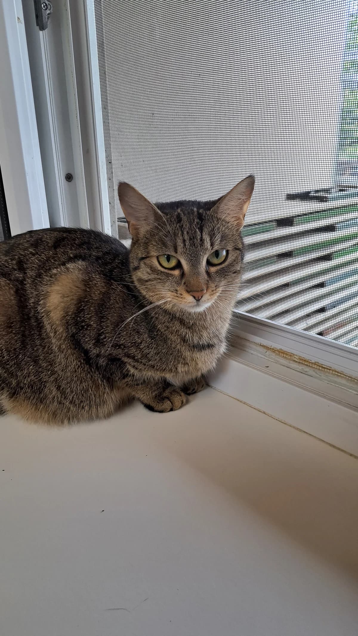 LENI, braun getigert female mixed breed for adoption at Tierheim Krems, Krems — photo 4 of 4