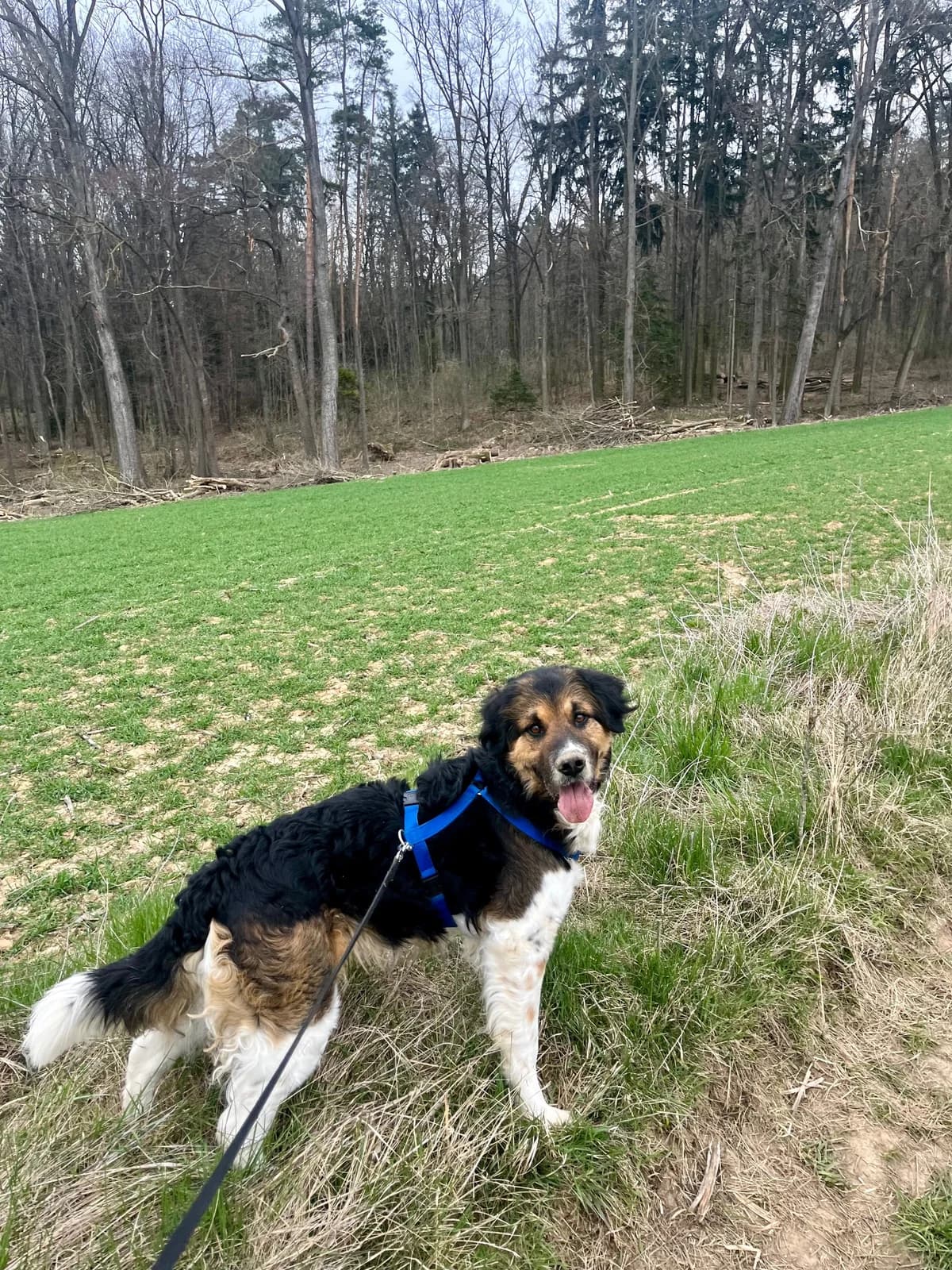 BENNI, male Border Collie for adoption at Tierheim Krems, Krems — photo 2 of 3