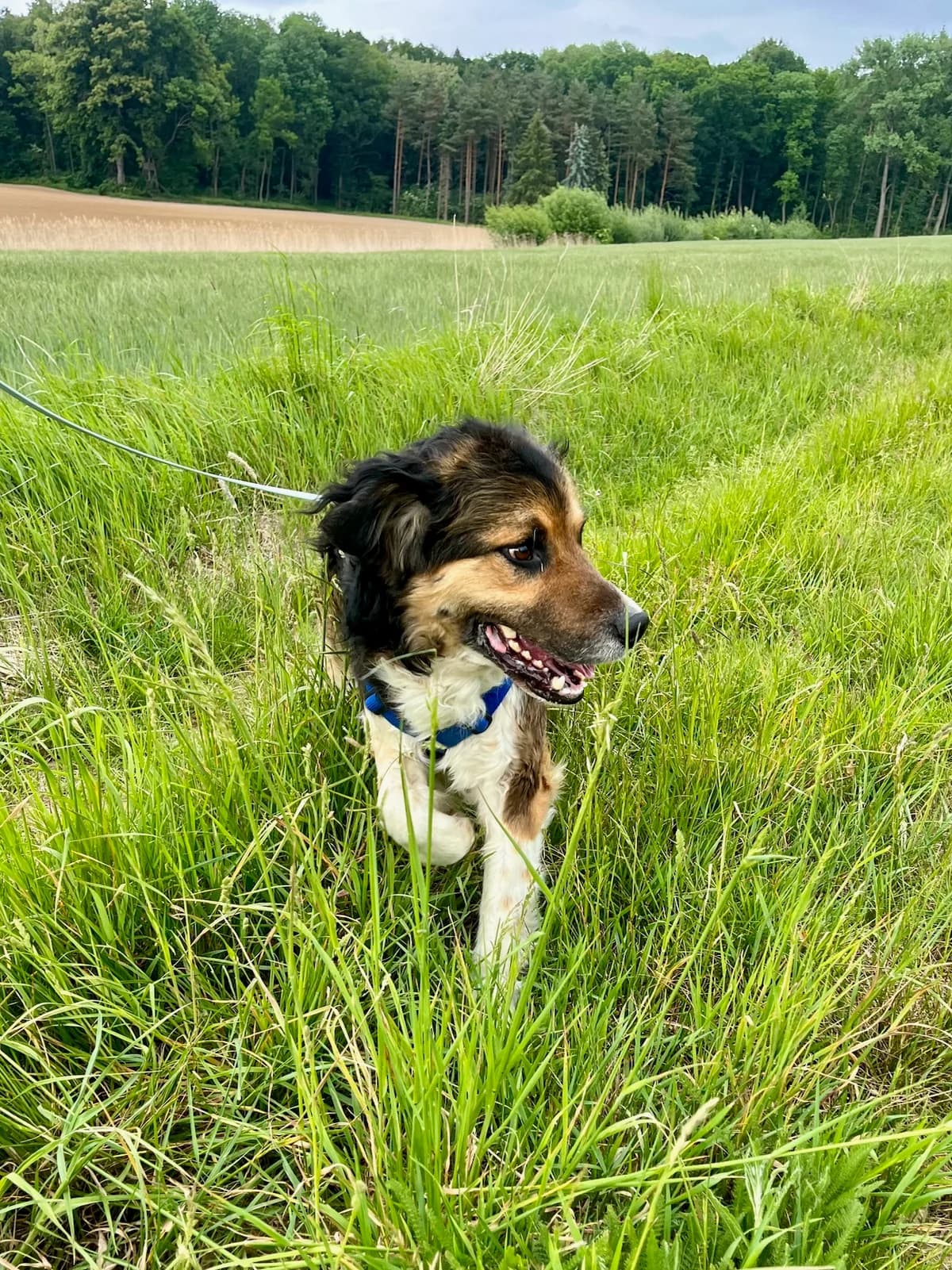 BENNI, male Border Collie for adoption at Tierheim Krems, Krems — photo 3 of 3