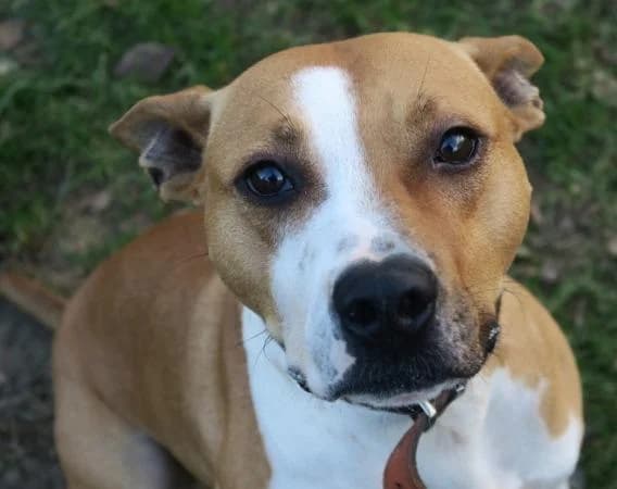 Stanislaus, male senior American Staffordshire Terrier for adoption at Tierheim Linz, Linz