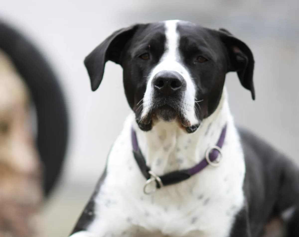 Deimus, male senior American Staffordshire Terrier for adoption at Tierheim Linz, Linz