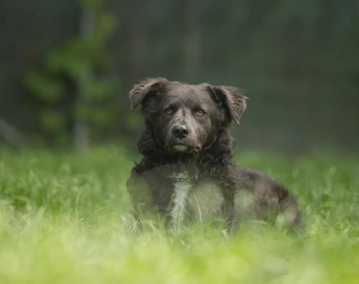 Oskar, male senior Mixed Breed for adoption at Tierheim Linz, Linz