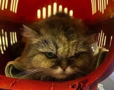 Mia, female senior Persian for adoption at Tierheim Linz, Linz
