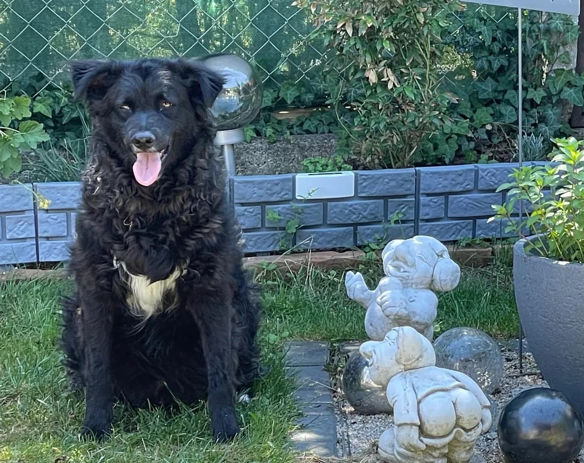 Balu, male senior Mixed Breed for adoption at Tierheim Linz, Linz