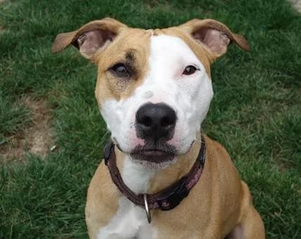 Nelly, female senior American Staffordshire Terrier for adoption at Tierheim Linz, Linz