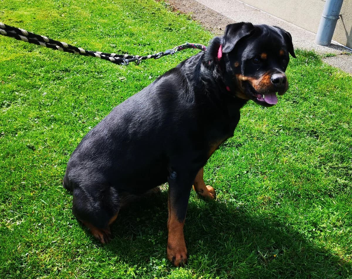 Rascha, female senior Rottweiler for adoption at Tierheim Linz, Linz