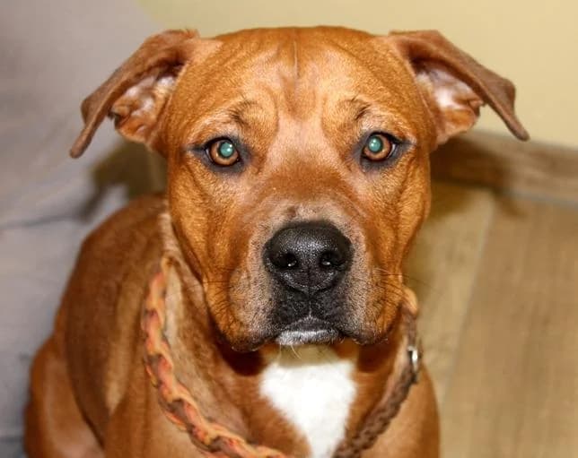 Pirelli, female senior American Staffordshire Terrier for adoption at Tierheim Linz, Linz