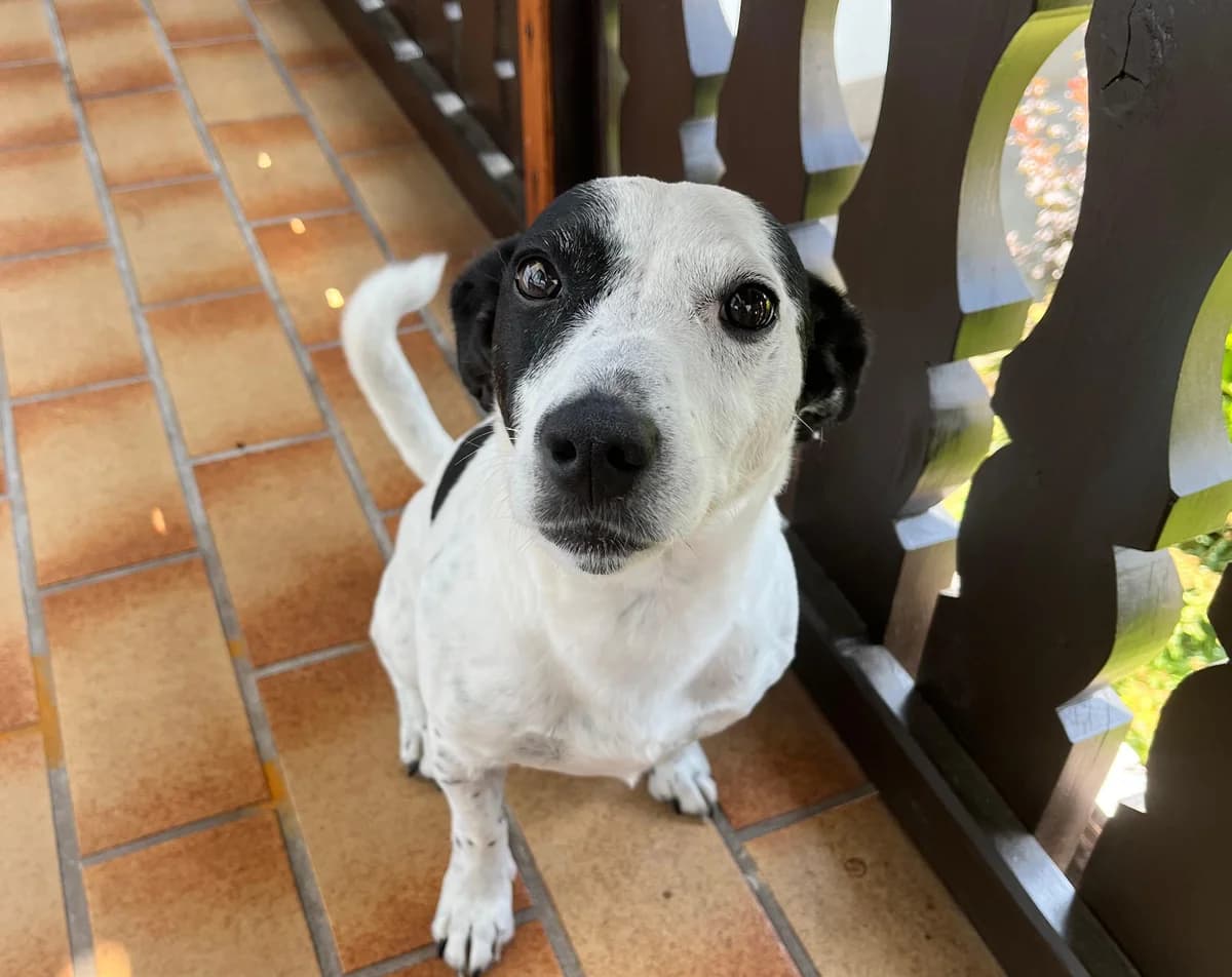 Sammy, male senior Jack Russell Terrier for adoption at Tierheim Linz, Linz